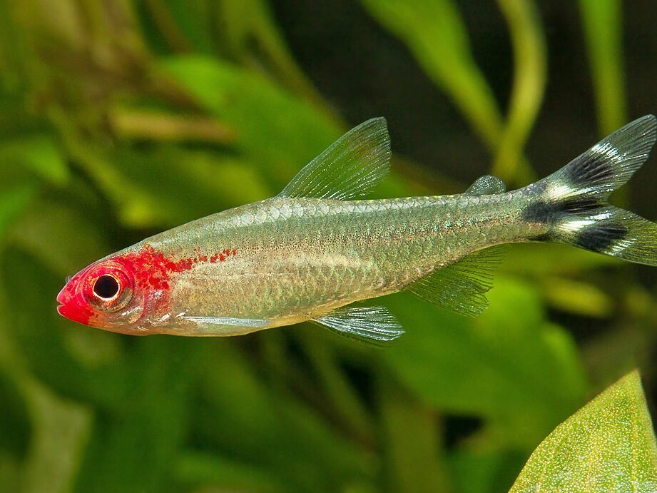 Comment les jeux peuvent-ils améliorer la vie de votre poisson rouge ?