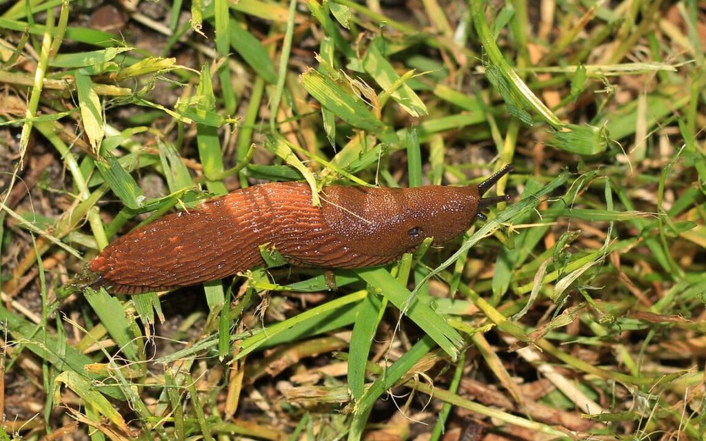 Comment se débarrasser des limaces de manière biologique ?