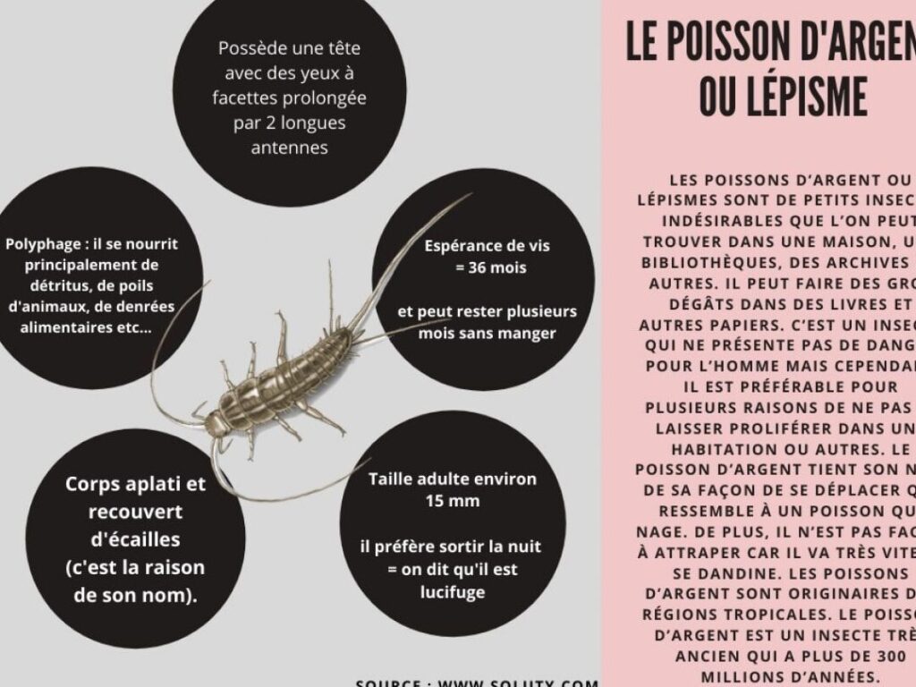 Comment lutter efficacement contre les puces dans le département 71 ?
