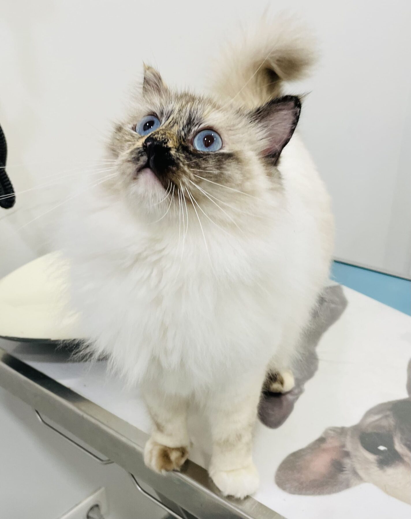 Administration de pilule contraceptive chez un chat