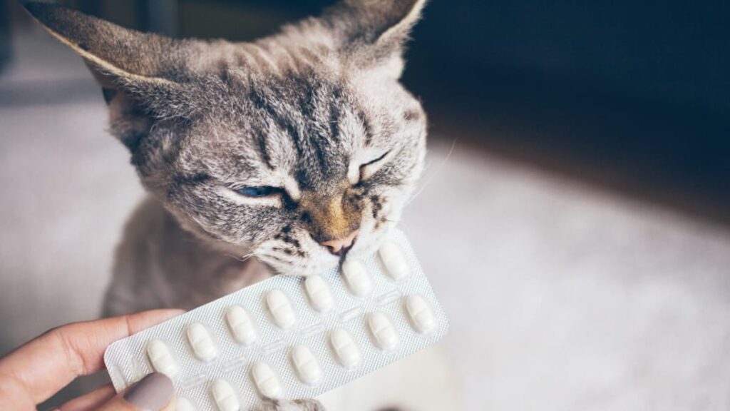 Chat recevant une pilule contraceptive sans prescription vétérinaire