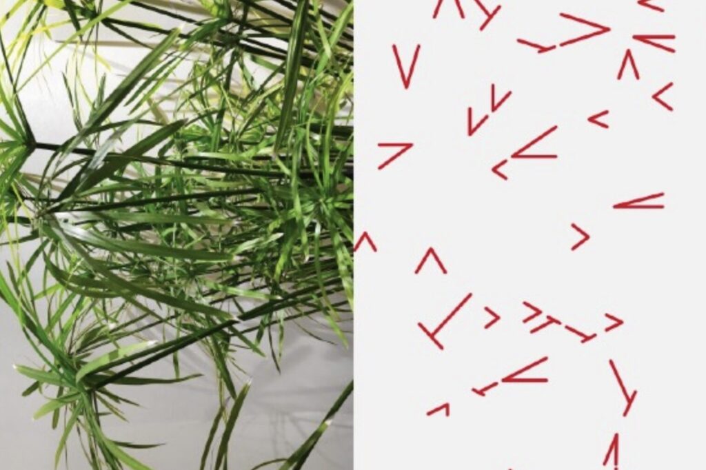 Signification des pictogrammes sur les plantes : que nous disent-ils vraiment ?
